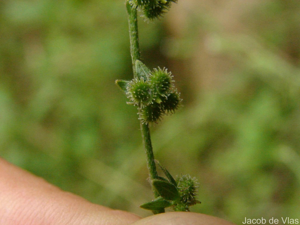 Cynoglossum zeylanicum (Sw. ex Lehm.) Thunb. ex Brand